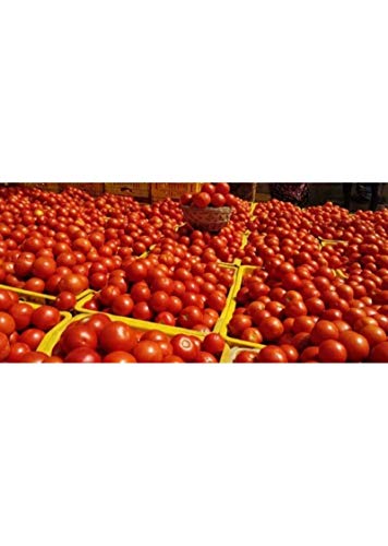 Syngenta Saaho (TO-3251) Hybrid Tomato seeds, 3500SD packing