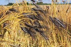 SS520 Whole Black Wheat |1kg. Kale Gehun |Kala Gehu|Triticum Aestivum |Best Seeds for Eating & Atta