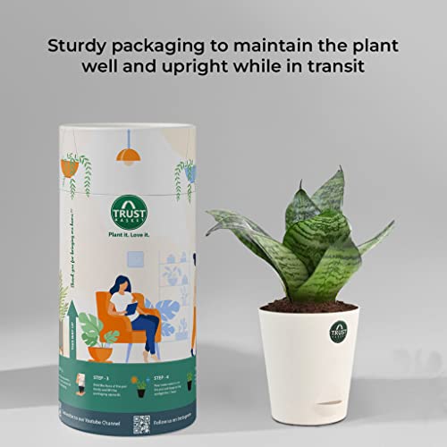 TrustBasket Snake Plant and Syngonium with Attractive Self Watering Pot Pot | Air Purifying Indoor Live Plant for Living Room, Home Decor & Workspace use.