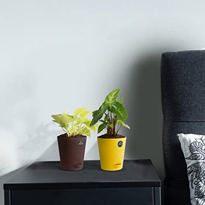 TrustBasket Money Plant and Syngonium with Attractive Self Watering Pot Pot | Air Purifying Indoor Live Plant for Living Room, Home Decor & Workspace use.
