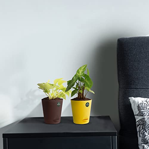 TrustBasket Money Plant and Syngonium with Attractive Self Watering Pot Pot | Air Purifying Indoor Live Plant for Living Room, Home Decor & Workspace use.