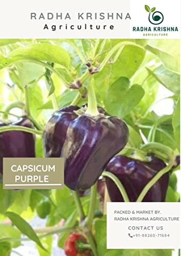 Radha Krishna Agriculture® Imported Capsicum Vegetable Seeds | Purple Capsicum Seed For Your Home Garden Pack of 40 Gram Seeds