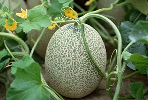 juicy muskmelon seeds