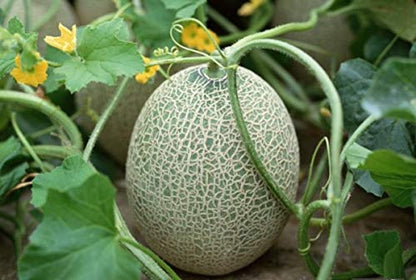 juicy muskmelon seeds