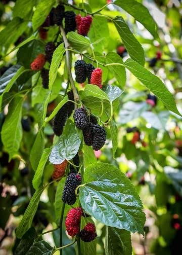 JooGTooK Dwarf Mulberry Tree Everbearing Morus Nigra Indoor or Outdoor Plants