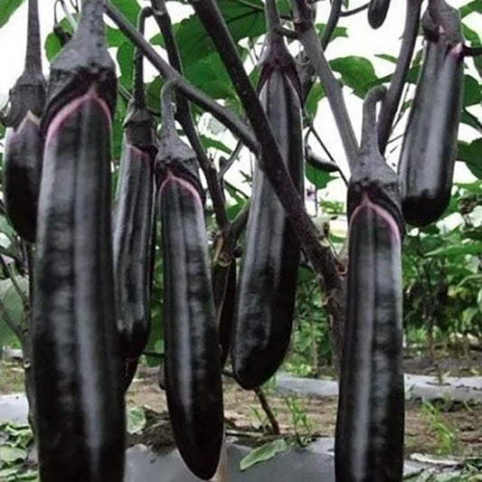 LIVE GREEN 10Gm Black Long Brinjal Seeds F1 Hybrid Vegetable, (LNGBRINJAL2)