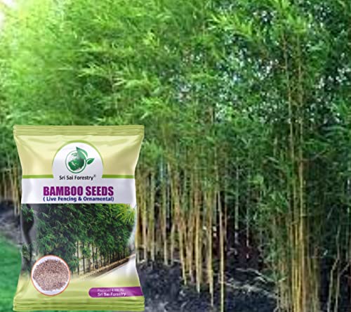 SRI SAI FORESTRY बागकामासाठी बांबू बियाणे, शेतीसाठी बांबू बियाणे - 100 चा पॅक