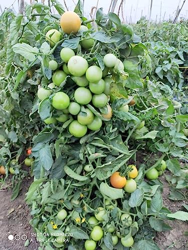 Green World Combo of Plant Growth Booster & Saaho (TO-3251) Hybrid Tomato seeds, 3500 seeds packing