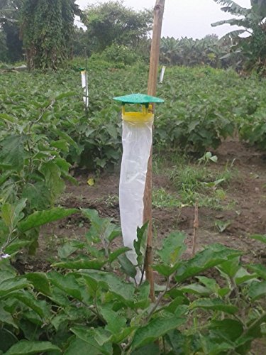 tomato leaf miner control with funnel trap