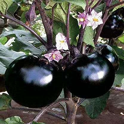 Plantogallery® F1 हाइब्रिड बैंगन गोल बीज, छोटा पैक