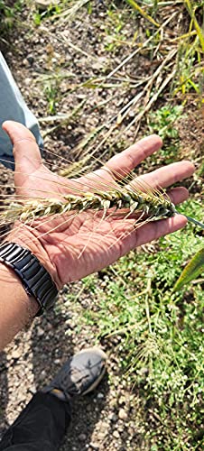 BLACK WHEAT FLOUR (1 KG) for eating and cooking | kale gehu ka atta | Produce of India from Organic Farms | BY G7 GRAINS