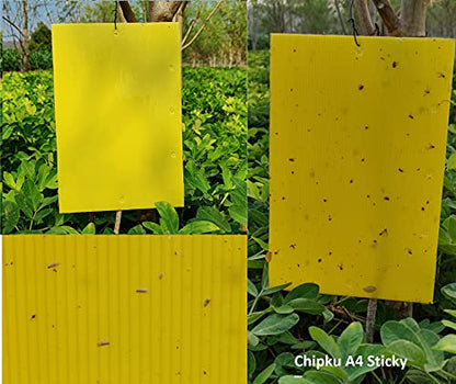 चिपकू स्टिकी इन्सेक्ट ट्रैप (पीला, 200 x300 mm, लार्ज साइज़) - 10 का पैक