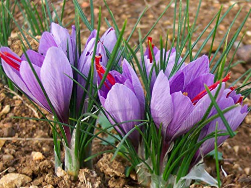 saffron tubor