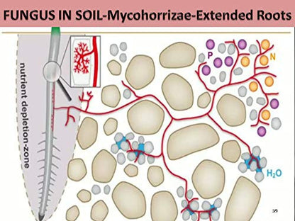 mycohorrizae