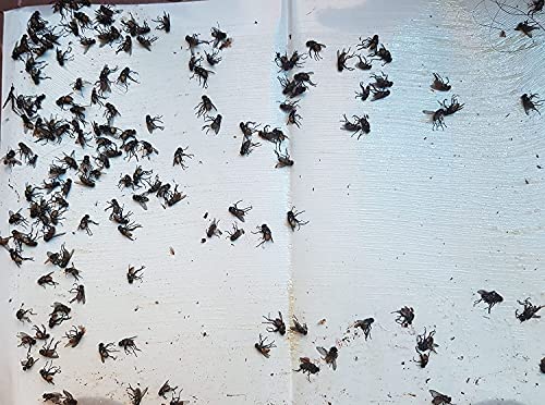 House fly trap