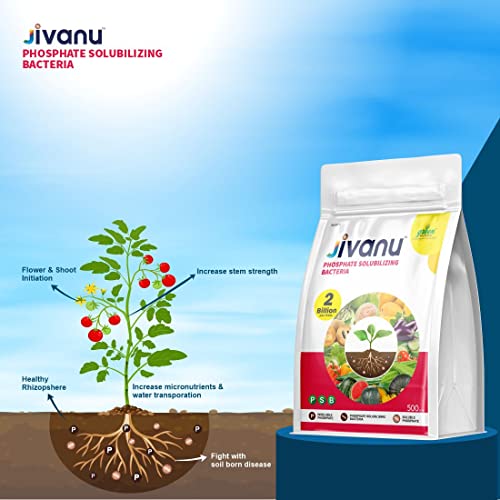 Jivanu PSB (Phosphate Solubilizing Bacteria – PSB) Bio Fertilizers For Agriculture, Garden, Soil Fertility, and Plant Nutrition. Pack of 1 (500 Grams).