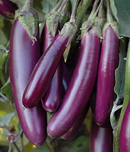 Planthub Purple Long Brinjal, Eggplant Vegetable Seed, Solanum Melongena - Pack of 50 Seeds.