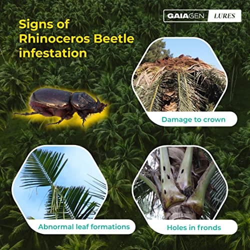 Gaiagen's Rhinoceros Beetle Lure: पाम ट्री विनाश विरुद्ध तुमची नैसर्गिक ढाल!