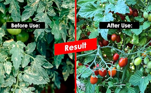 Chipku-Pheromone Lure for Tomato Leaf Minor (Tuta Absoluta) Pack of 5