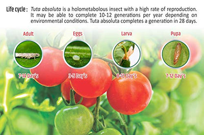 Pheromone Lure for Tomato Leaf Miner (Tuta absoluta) with Water Trap Pack of 2