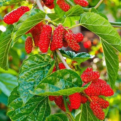 Bhumi Enterprise Rare Exotic All Time Mulberry (Air Layered) Hybrid Live Plant, Black & Red Color "Special Variety"(Fruit After 1 Year)