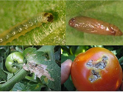 Pheromone Lure for Tomato Leaf Miner (Tuta absoluta) with Water Trap Pack of 2