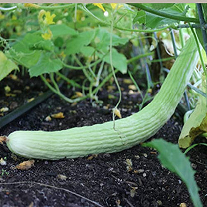 MYLAWN Armenian Long Cucumber / Snake Cucumber-A36K-120Seeds