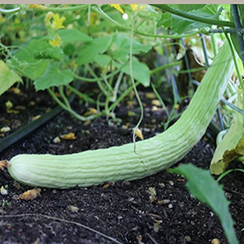 MYLAWN Armenian Long Cucumber / Snake Cucumber-A36K-120Seeds