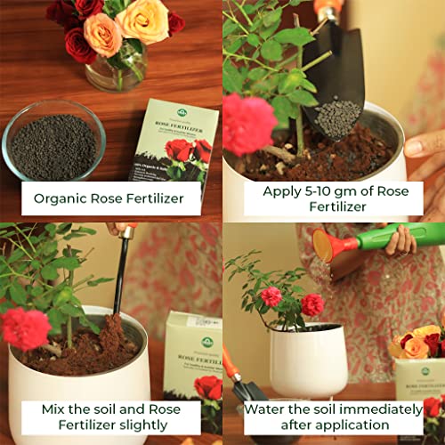 TrustBasket Rose Fertilizer (450gm - Set of 1) | Rose Plant Food For Flowering Plants | For All Rose Varieties | Flower Booster Rose Mix | Granulated Rose Food