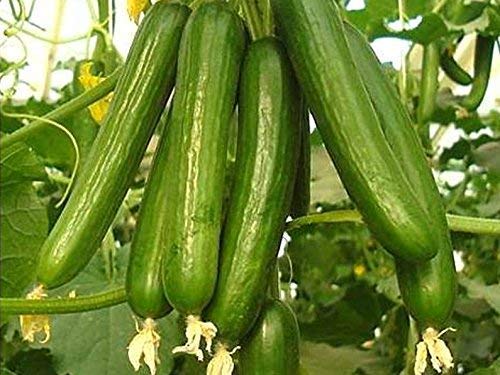 Golden Hills Farm (AVG 100-215) seeds Green Cucumber Seeds - Long Hybrid Vegetable Seeds