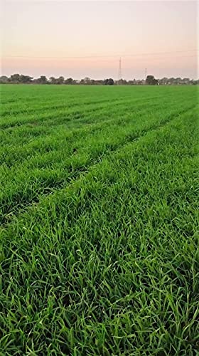 Malowal® Organic Wheat For Eating & Cooking (5 KG, Black Wheat)