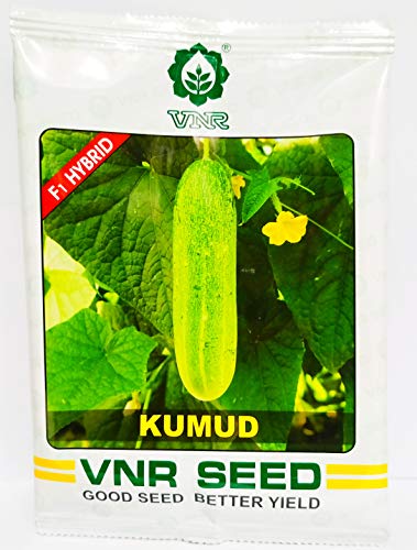 VNR बीज हाइब्रिड ककड़ी पौधे के बीज (10 ग्राम)