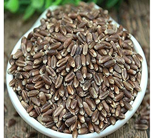 Natures Beckon Agro Black Wheat Seed Kala- Gehu Ayurvedik Wheat काला गेहूं 1kg Pack