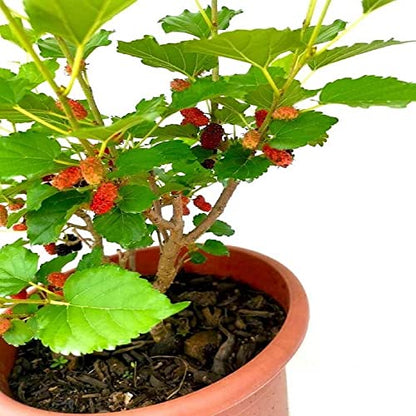 IXORA Mulberry Shahtoot all time variety Fruit (Cutting/Grafted) Live Plants & Tree(1-1.5 Ft Size)