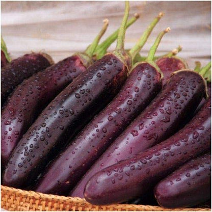 Planthub Purple Long Brinjal, Eggplant Vegetable Seed, Solanum Melongena - Pack of 50 Seeds.