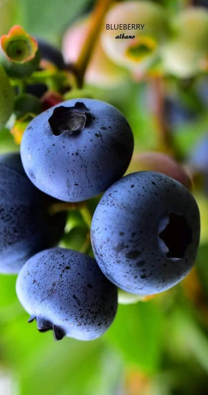Ritz Farming® Blueberry fruit seeds | Blueberry fruit seeds For Your Garden and home planting Pack of 15 seeds