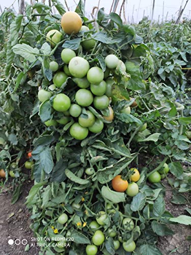 Syngenta Saaho (TO-3251) Hybrid Tomato seeds, 3500SD packing