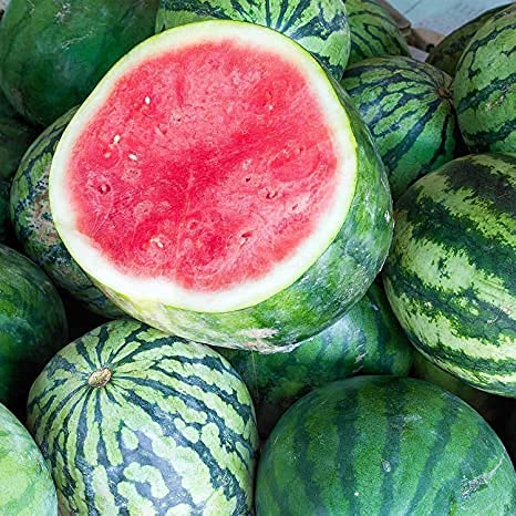 Royal Paradise Garden Rare Watermelon Fruit Seed"Seedless Hybrid" Exotic 10 Fruit seeds for Growing