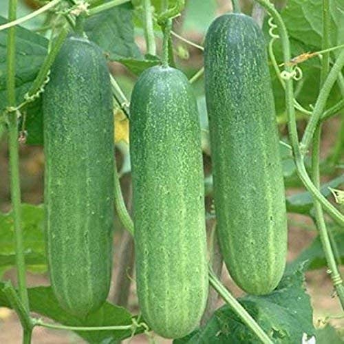 Plantogallery Live Green Cucumber Organic F1 Hybrid Seeds - Small Pack