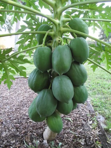 Green Papaya Fruit Seeds 50 seeds