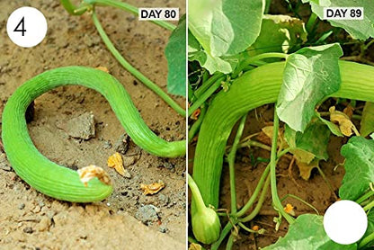 MYLAWN Armenian Long Cucumber Seed-A11K-120Seeds