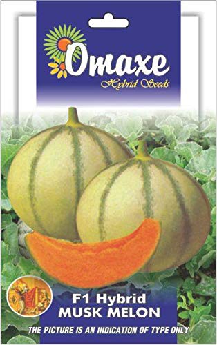 musk melon seeds f1 hybrid online 