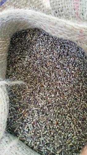 VISION CRAFTED Punjab Natural Black Wheat Plant Seeds for Farming and Sowing (1 Kg)