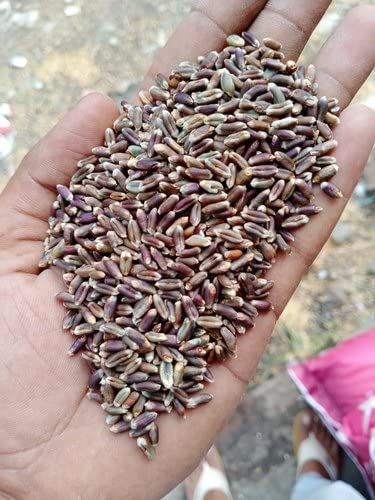 BANDHAL- Organic Black Wheat For Eating & Cooking 900 gm. Premium Black Wheat Sharbati Wheat I Anti oxidant I Whole grain I Kala Gehu