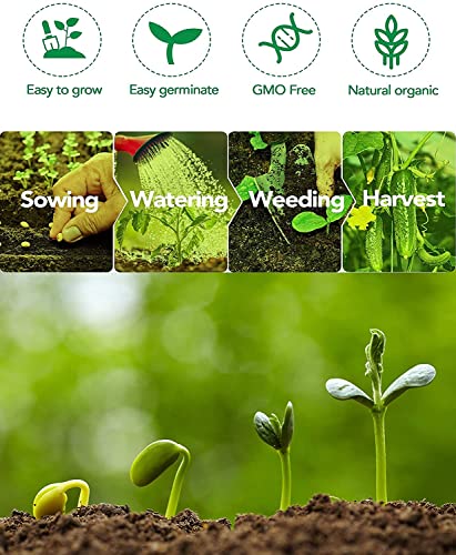 DIOART®AQW-Organic All Seasons Lemon Cucumber Seeds-60 SEEDS-CC-0A289