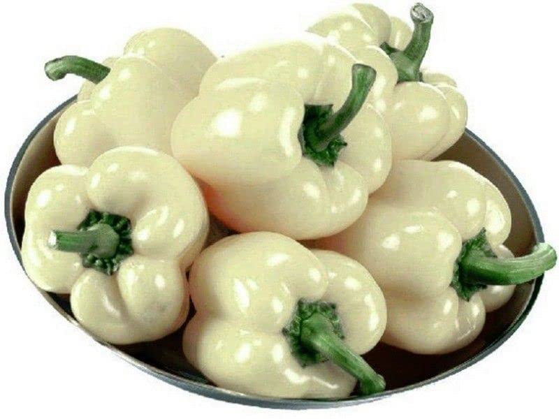 राधा कृष्ण कृषि® आयातित शिमला मिर्च सब्जी के बीज | आपके घर के बगीचे के लिए सफेद शिमला मिर्च के बीज 50 ग्राम बीज का पैक