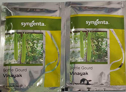 Syngenta Vinayak, Bottle gourd seed hybrid quality 10gm-pack of 2