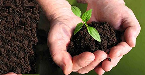 Organic Trichoderma viride -400gms + Pseudomonas fluorescens 400gms Combo Offer - Kerala Agro Organics