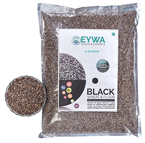 EYWA Punjab खेती और बुवाई के लिए प्राकृतिक काले गेहूं के बीज (5 KG)