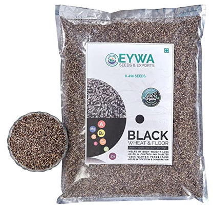 EYWA Punjab खेती और बुवाई के लिए प्राकृतिक काले गेहूं के बीज (5 KG)
